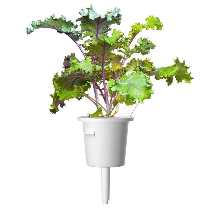 Click And Grow Plant Pods, 3-Pack, SGR47X3 – Red Kale
