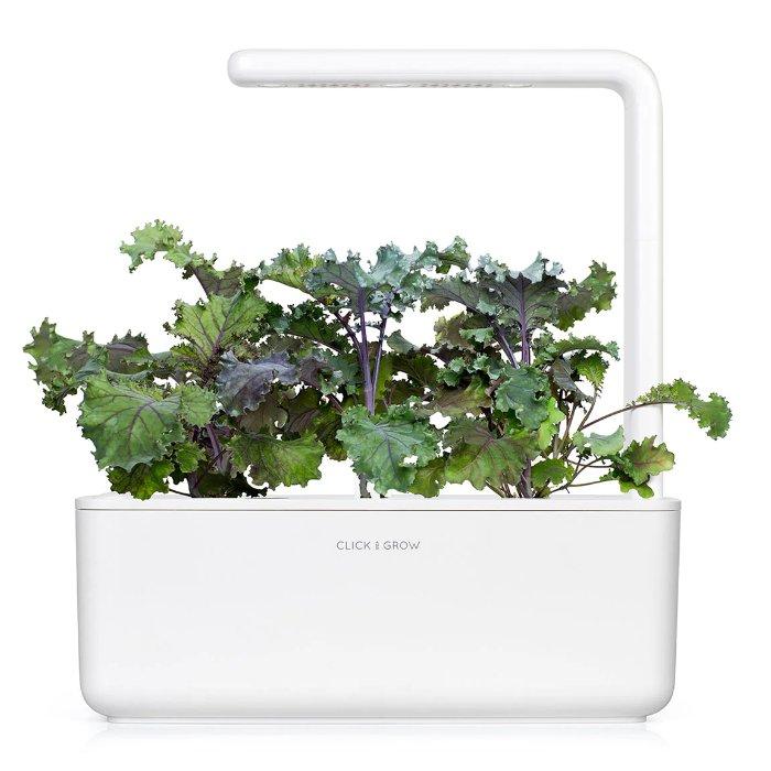 Click And Grow Plant Pods, 3-Pack, SGR47X3 – Red Kale
