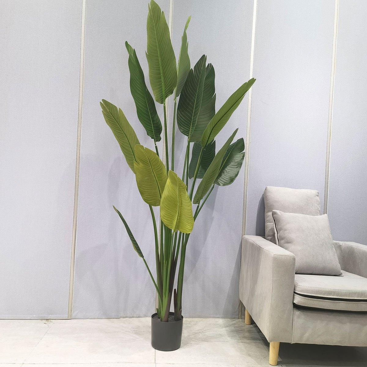Strelitzia Tree 180 Cm in Kuwait Buy Online