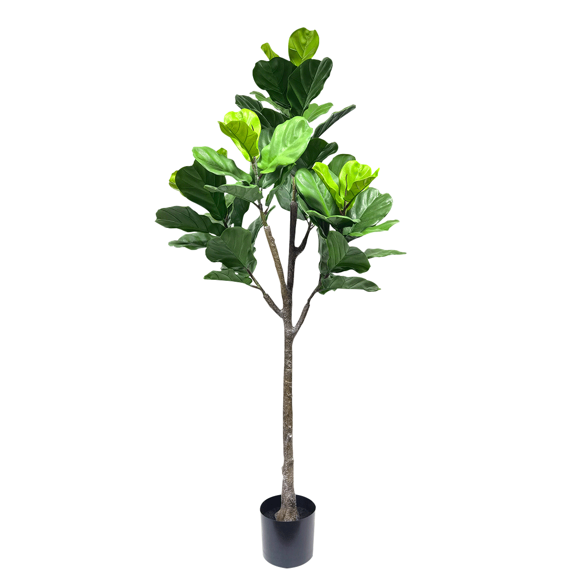 Buy Ficus lyrata tree 150 cm in Kuwait