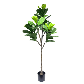 Buy Ficus lyrata tree 150 cm in Kuwait