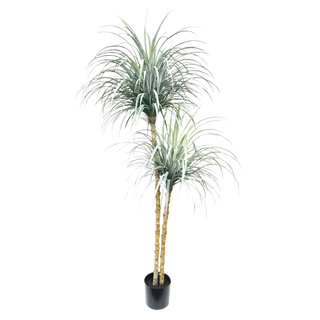 Buy Dragon tree 180 cm in Kuwait