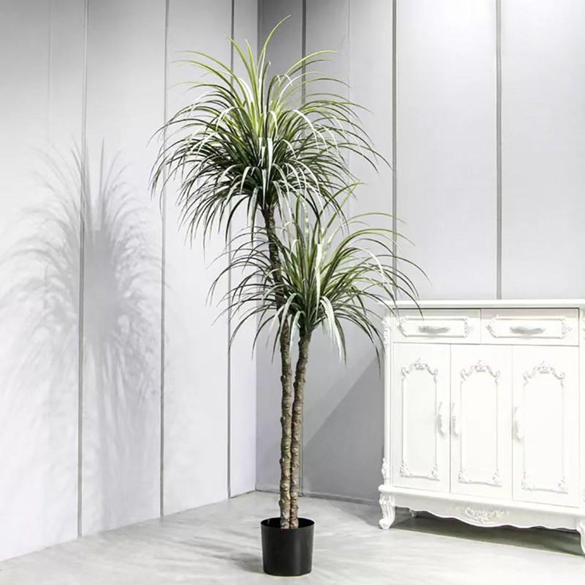 Dragon Tree 180 Cm in Kuwait Buy Online