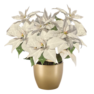 Buy Poinsettia bush x3 white 32cm in gold pot in Kuwait