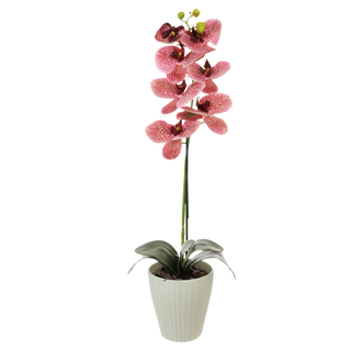 Buy Orchid potted fuschia 60 cm in Kuwait