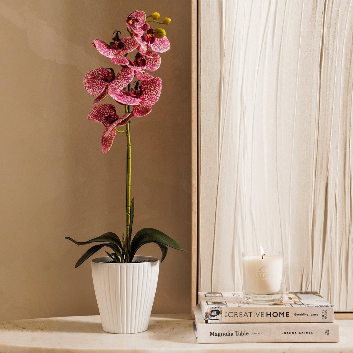 Orchid Potted Fuschia 60 cm