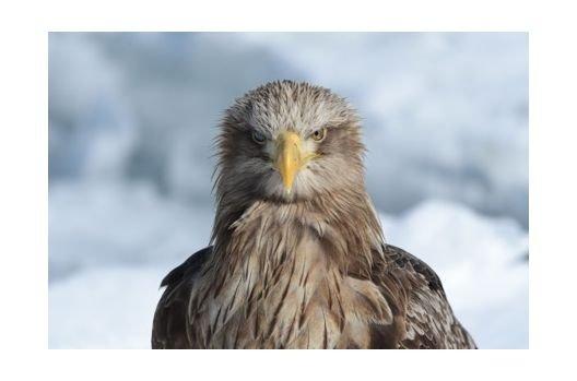 عدسة نيكون إيه إف - إس نيكور مع بعد بؤري -500 مم أف/5.6 إي بي إف إي دي في آر