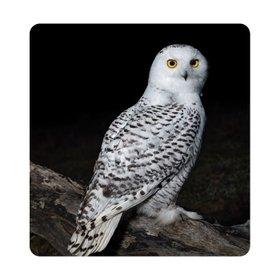 محرك تثبيت الصورة.