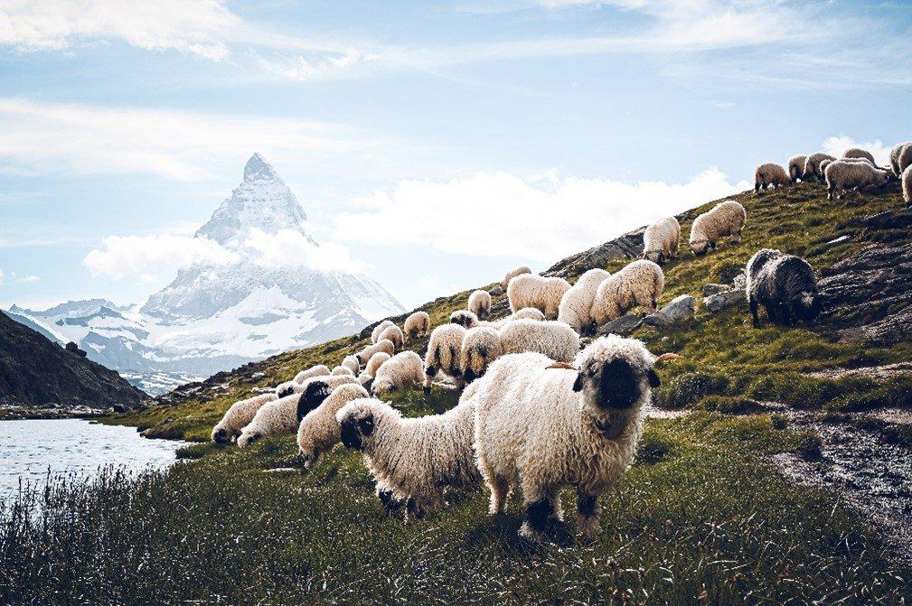 Été diversifié avec le train à crémaillère du Gornergrat