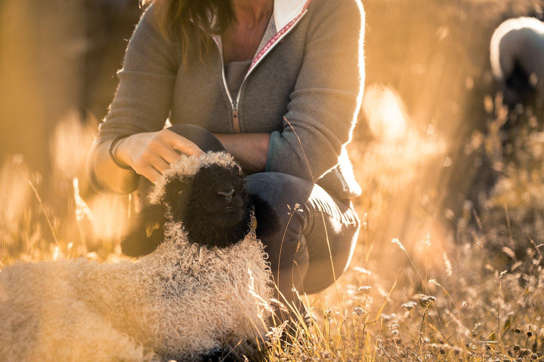 Meet the Sheep - Gornergrat | Zermatt