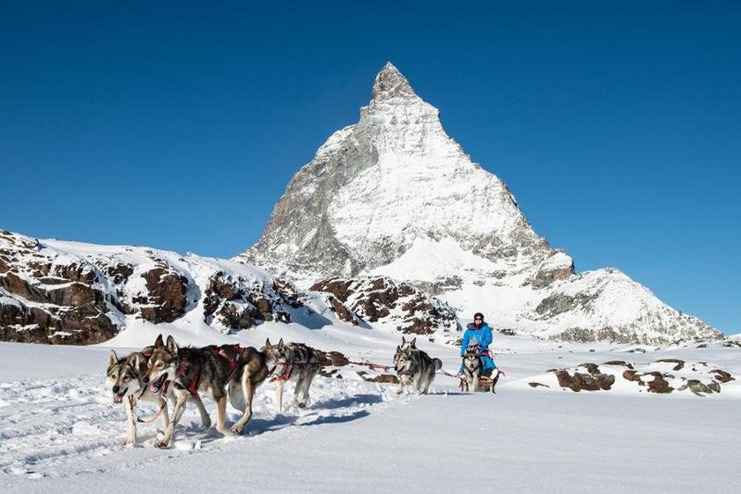 Balades en chiens de traîneau, au pied du Cervin