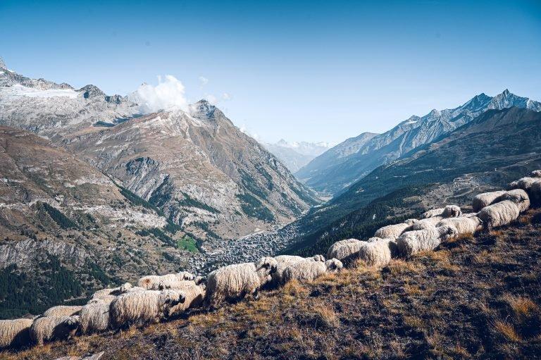 #perfectbynature: The Valais Blacknose sheep – a piece of Swiss Alpine tradition