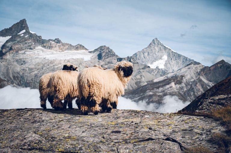 #perfectbynature: The Valais Blacknose sheep – a piece of Swiss Alpine tradition