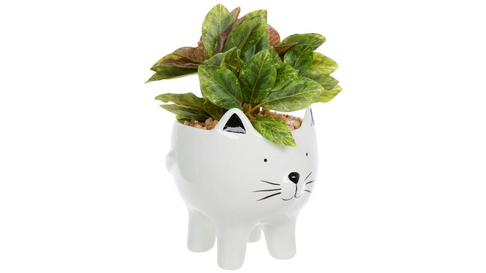 nephthytis white butterfly plant Syngonium White Butterfly Green House Plants podophyllum 1x Height 25-35 cm, pot size  14 cm