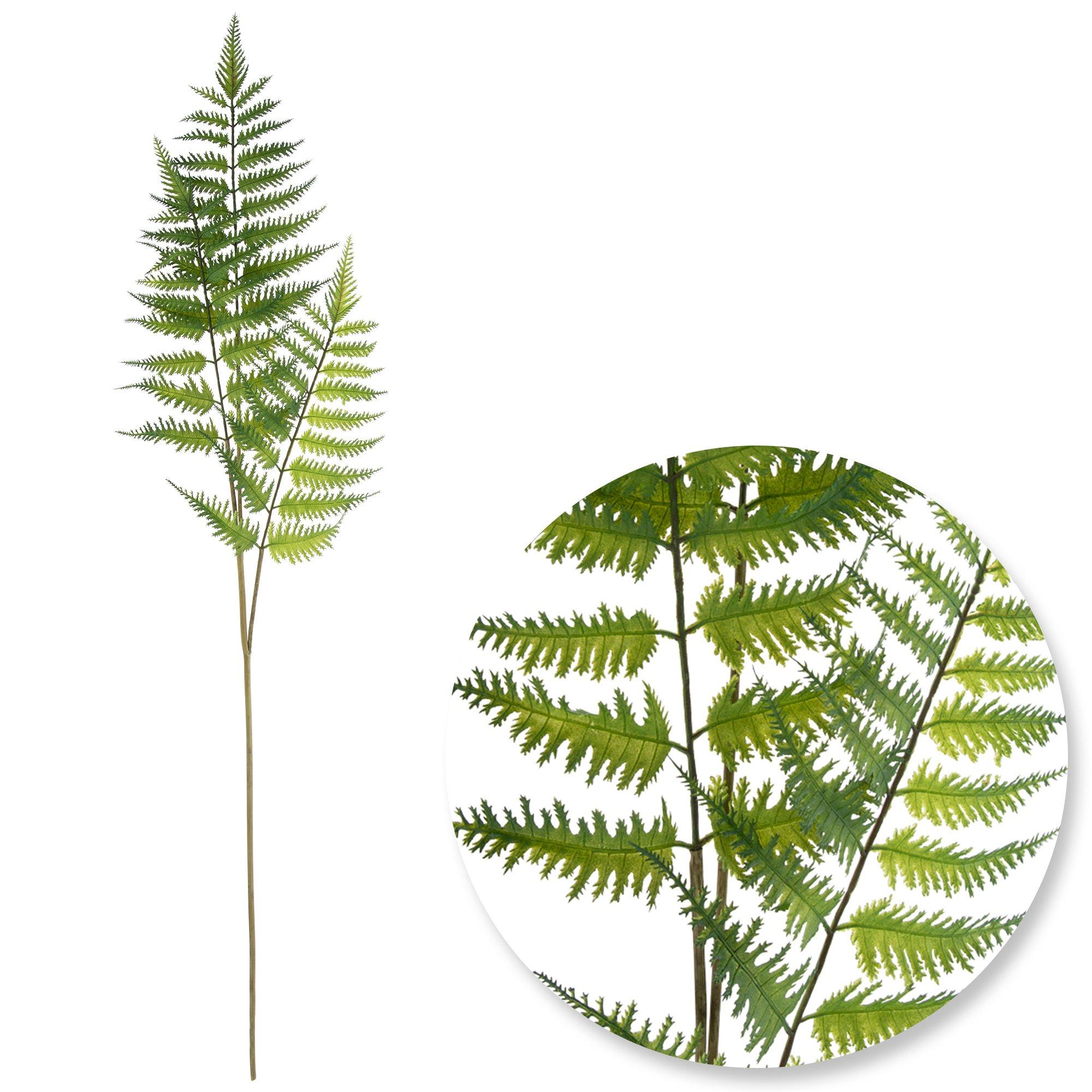 Fern Spray view 1