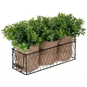 Boxwood Containers In Chicken Wire Basket