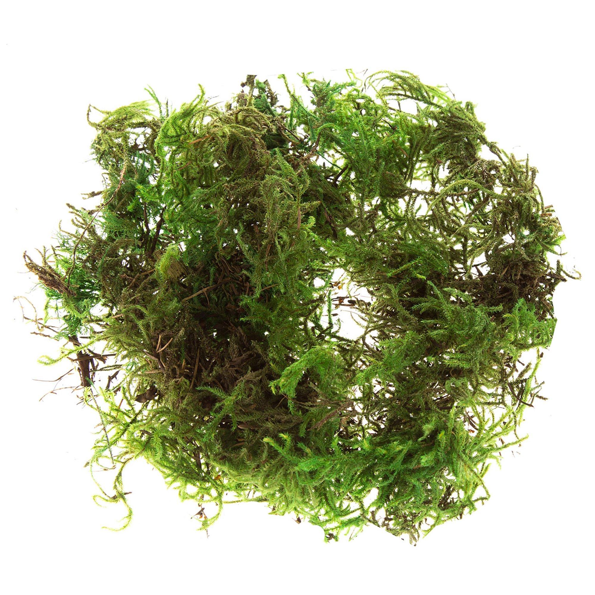 Green Deco Moss Hobby Lobby 1106061