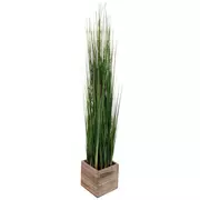 Onion Grass In Wood Box