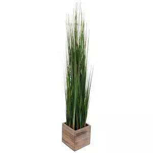 Onion Grass In Wood Box