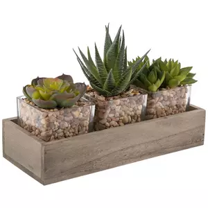 Succulent Trio In Wood Box
