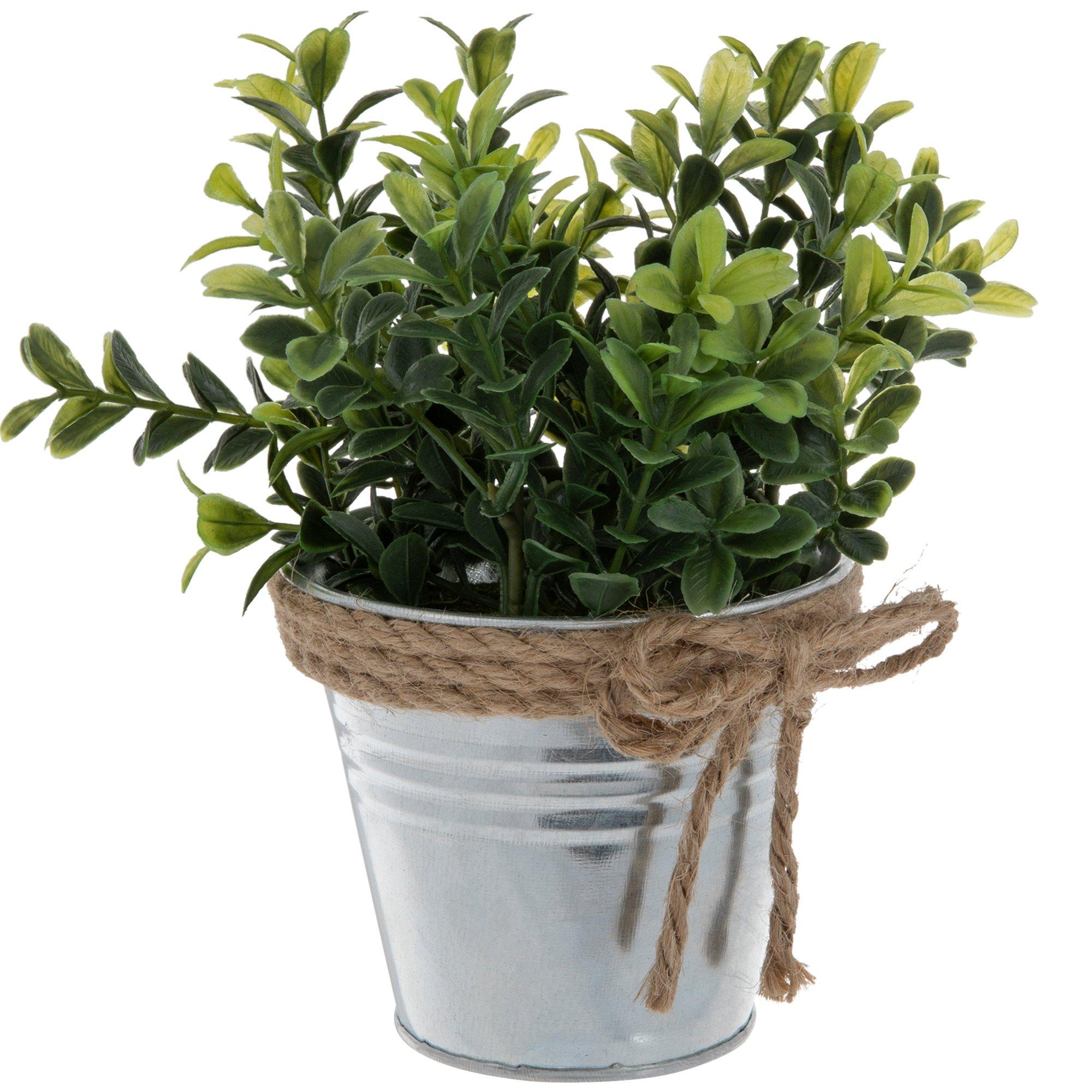 Boxwood Plant In Metal Container Hobby Lobby 1220722