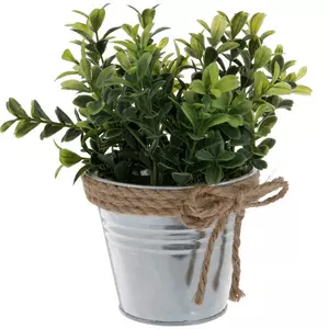 Boxwood Plant In Metal Container