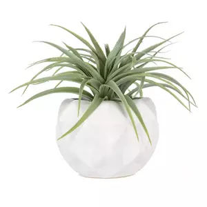 Air Plant In Mod Container