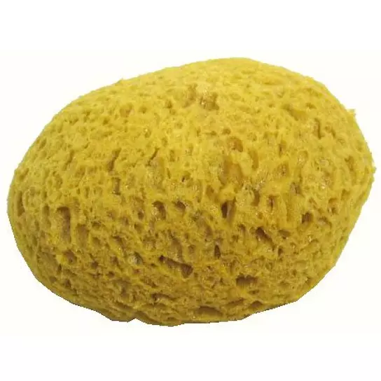 22,301 Small Sponges Images, Stock Photos, 3D objects, & Vectors