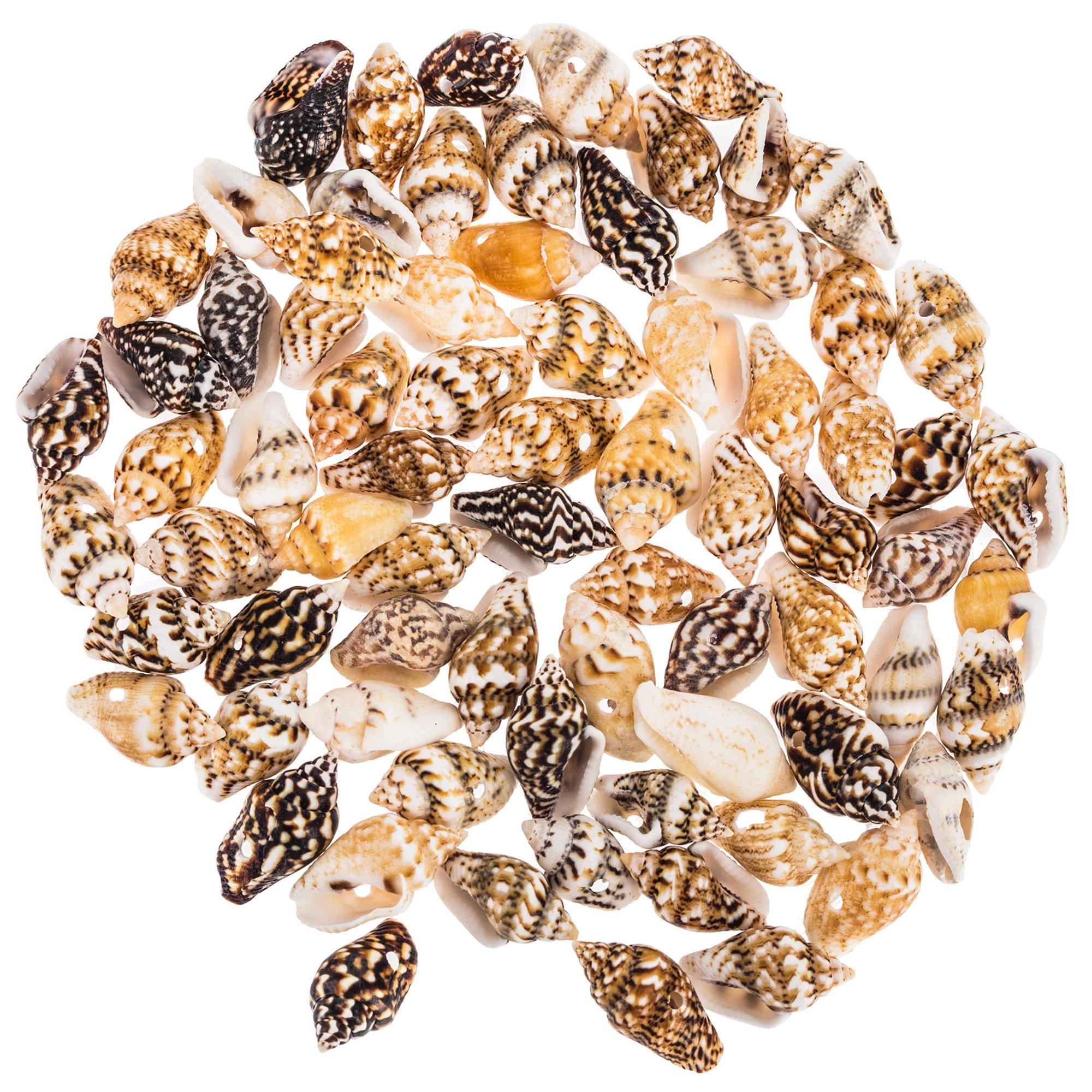 Shell Beads