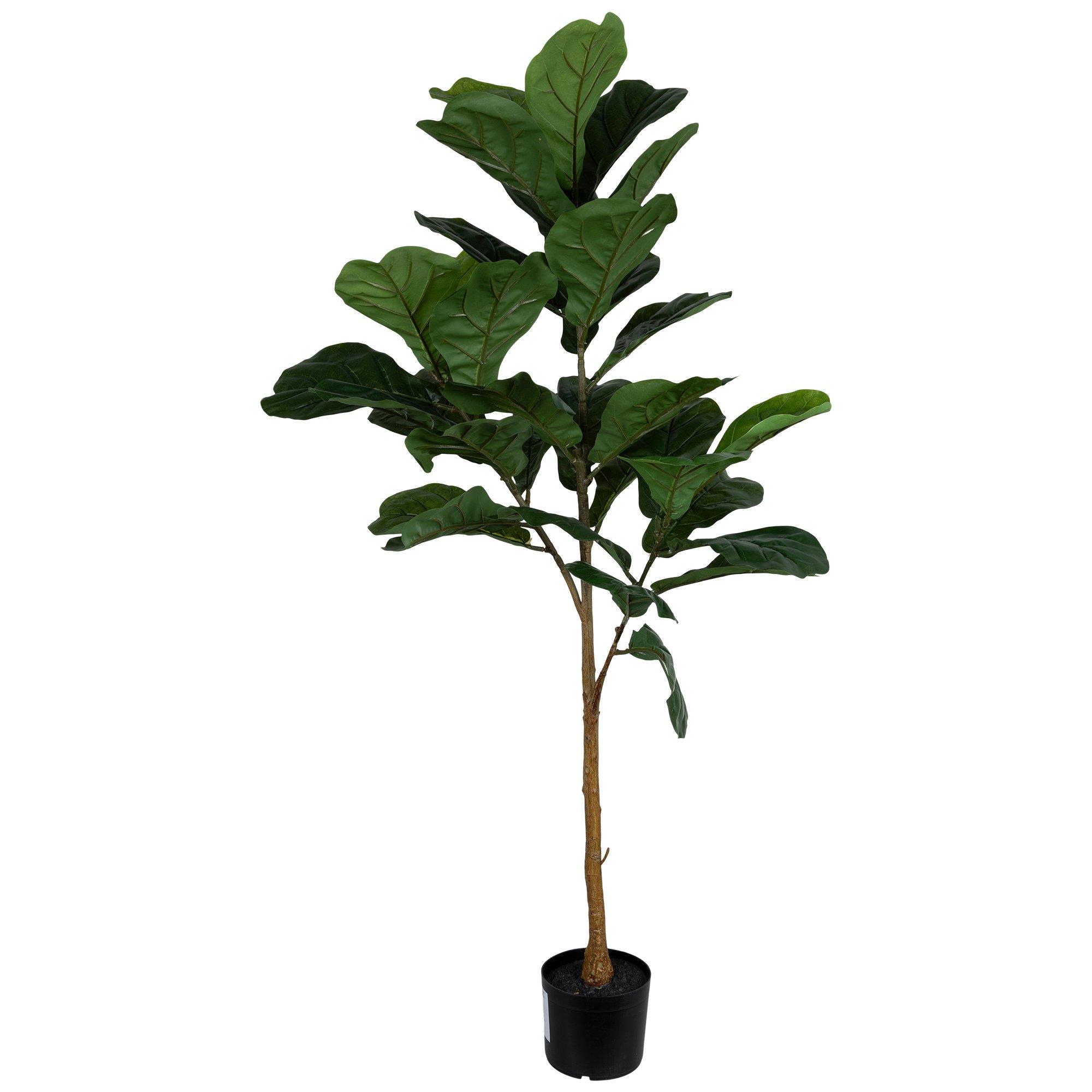 Fiddle Leaf Fig Tree Hobby Lobby 1390988
