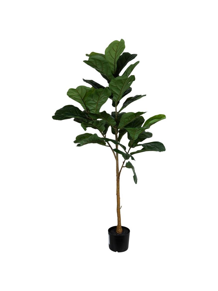 buy pink philodendron Philodendron Pink Princess Galaxy 4” – Rare Foliage Plant Co