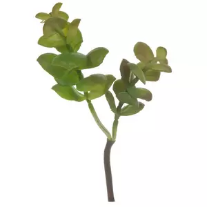 Succulent Pick