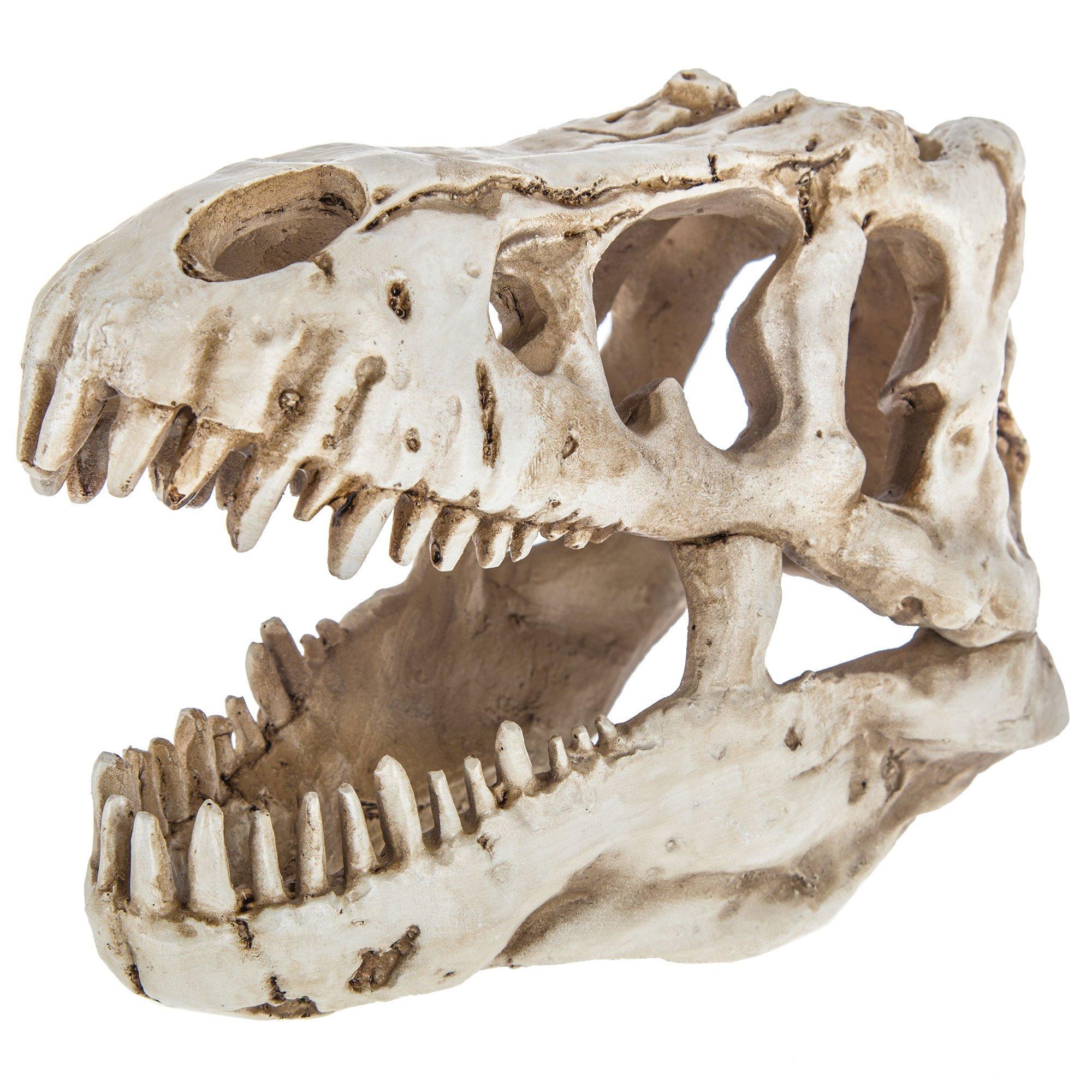 Buy dinosaur online skull