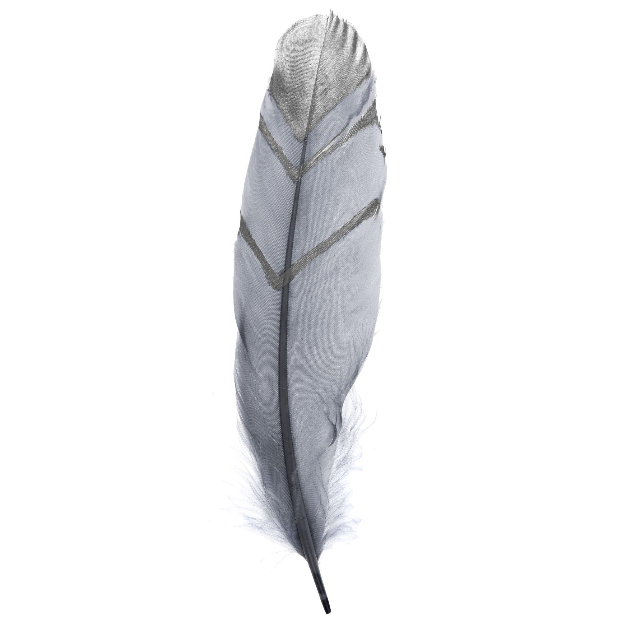 Different Angles of the Goose Feathers Collection Stock Image - Image of  gray, poultry: 31816413