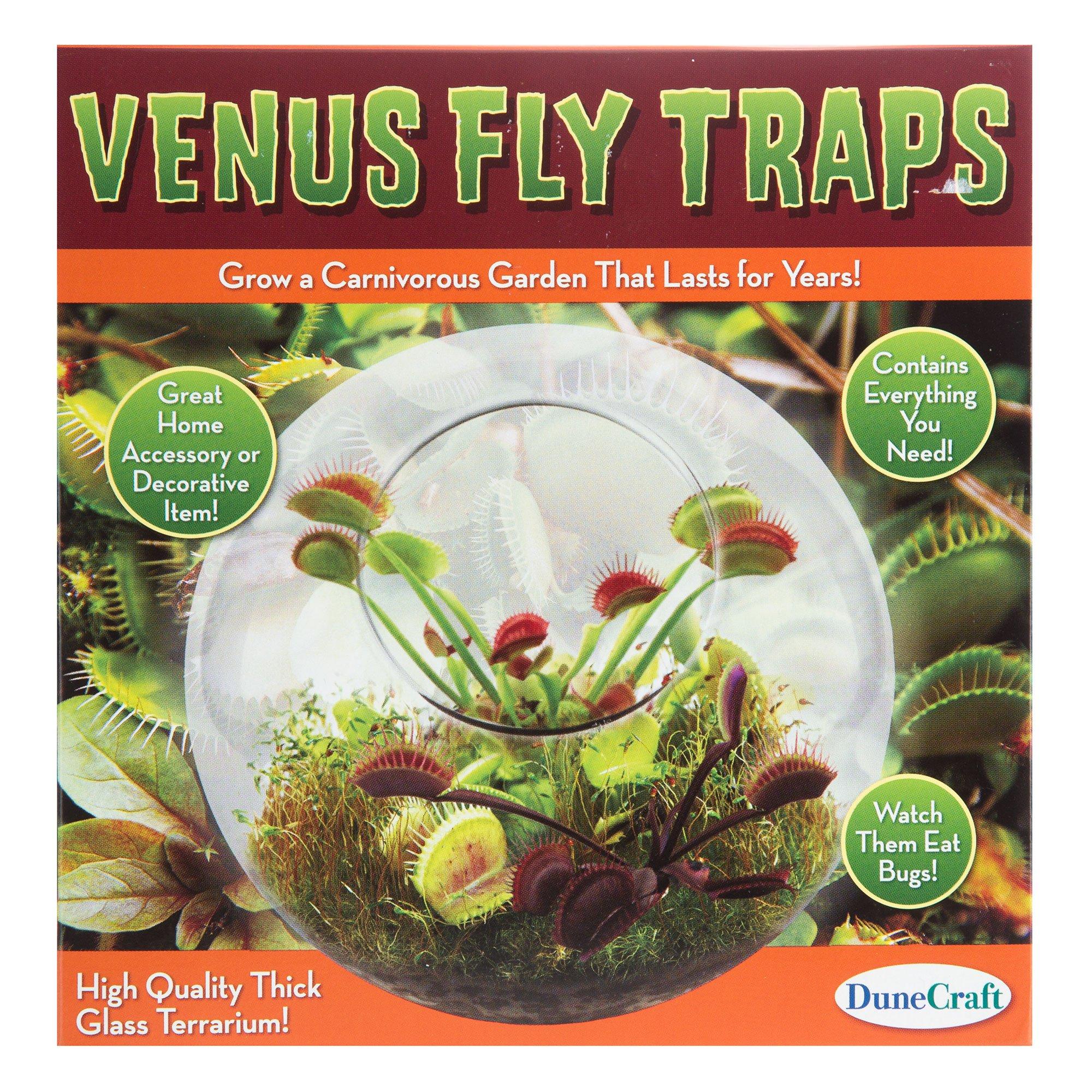 Venus Fly Traps Kit Hobby Lobby 1549013