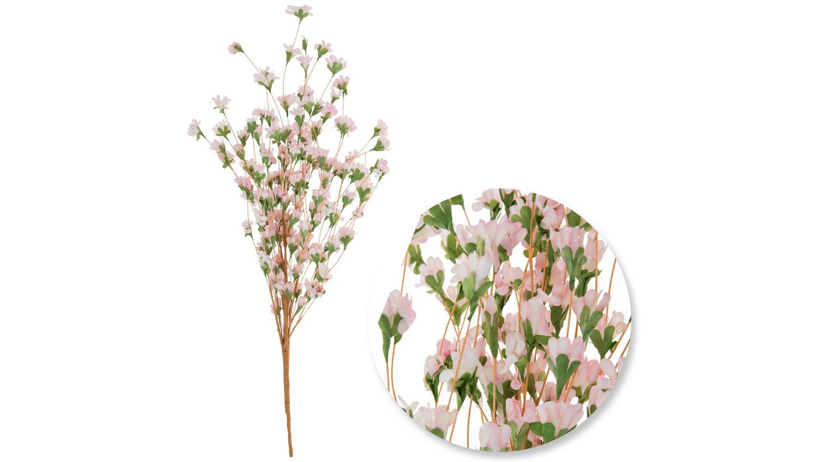 wild flower 71ZgRicqt1L._AC_UF350,