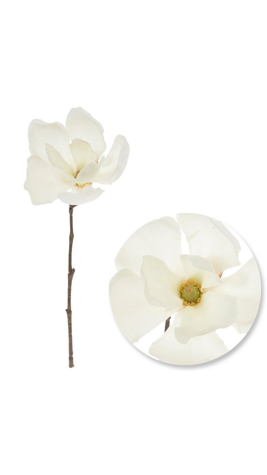 ☆Magnolia☆ 1564947-80860563-04142025-