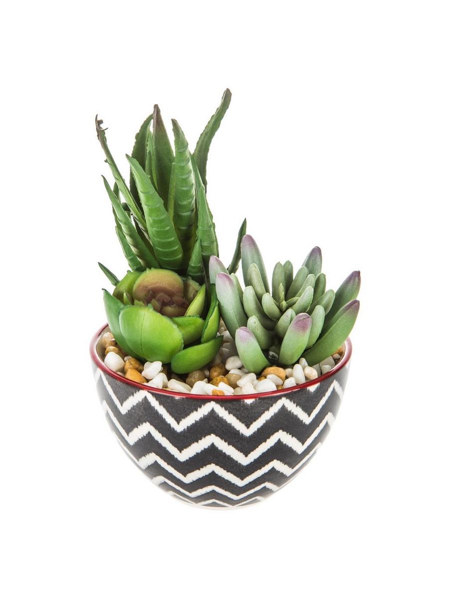 M✧succulent ·͜· ︎︎ᕷ Succulents In Chevron Pot | Hobby Lobby | 1564988