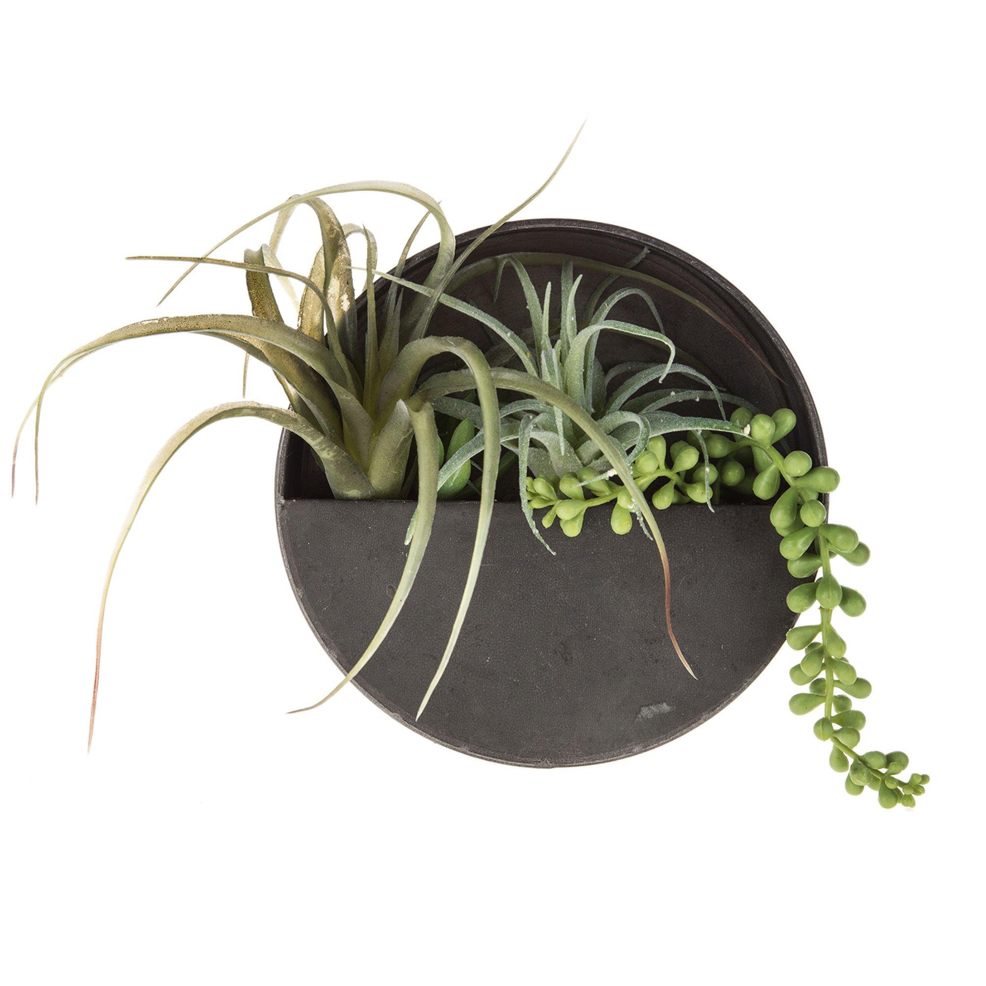 Air Plant In Mod Container, Hobby Lobby