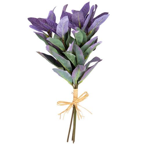Salvia Bundle