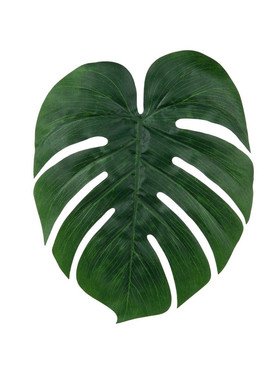 philodendron jose bueno Philodendron Jose Bueno
