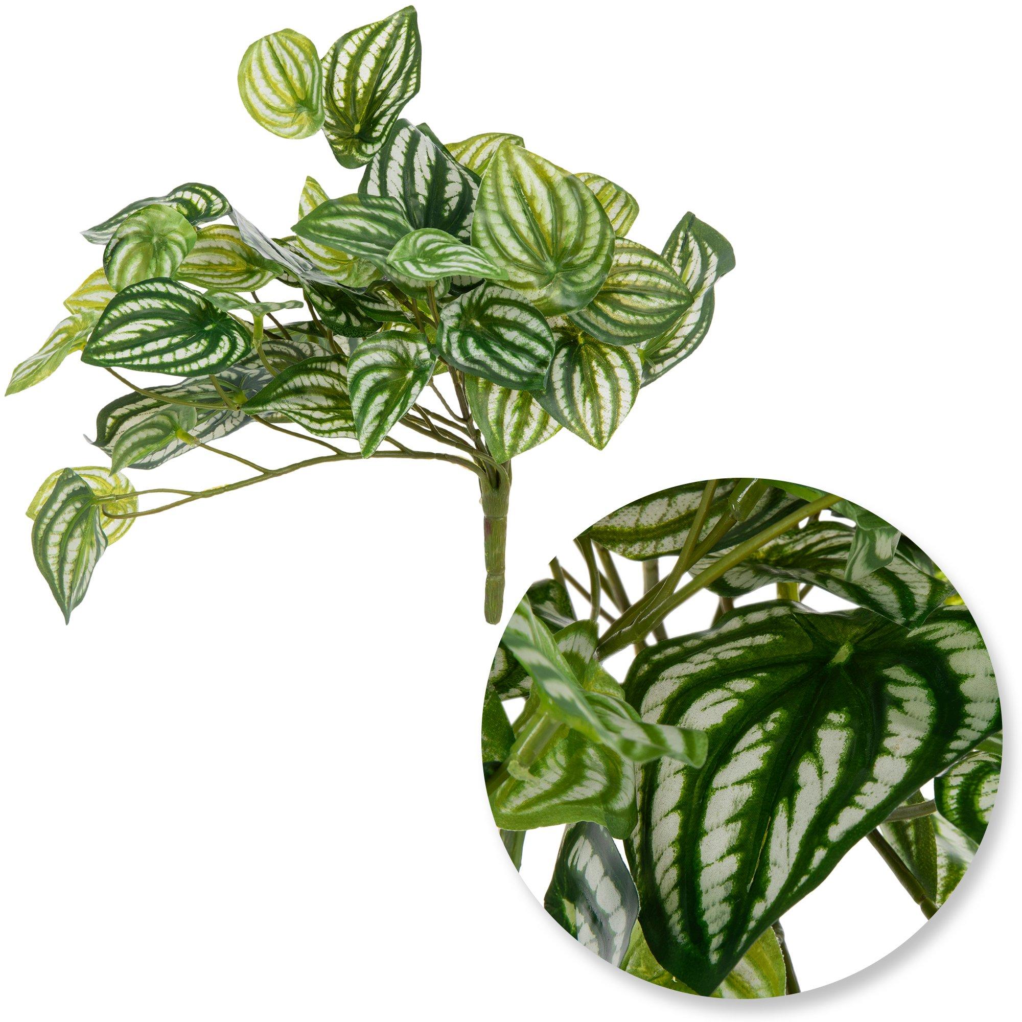 Watermelon Peperomia Bush | Hobby Lobby | 1599703