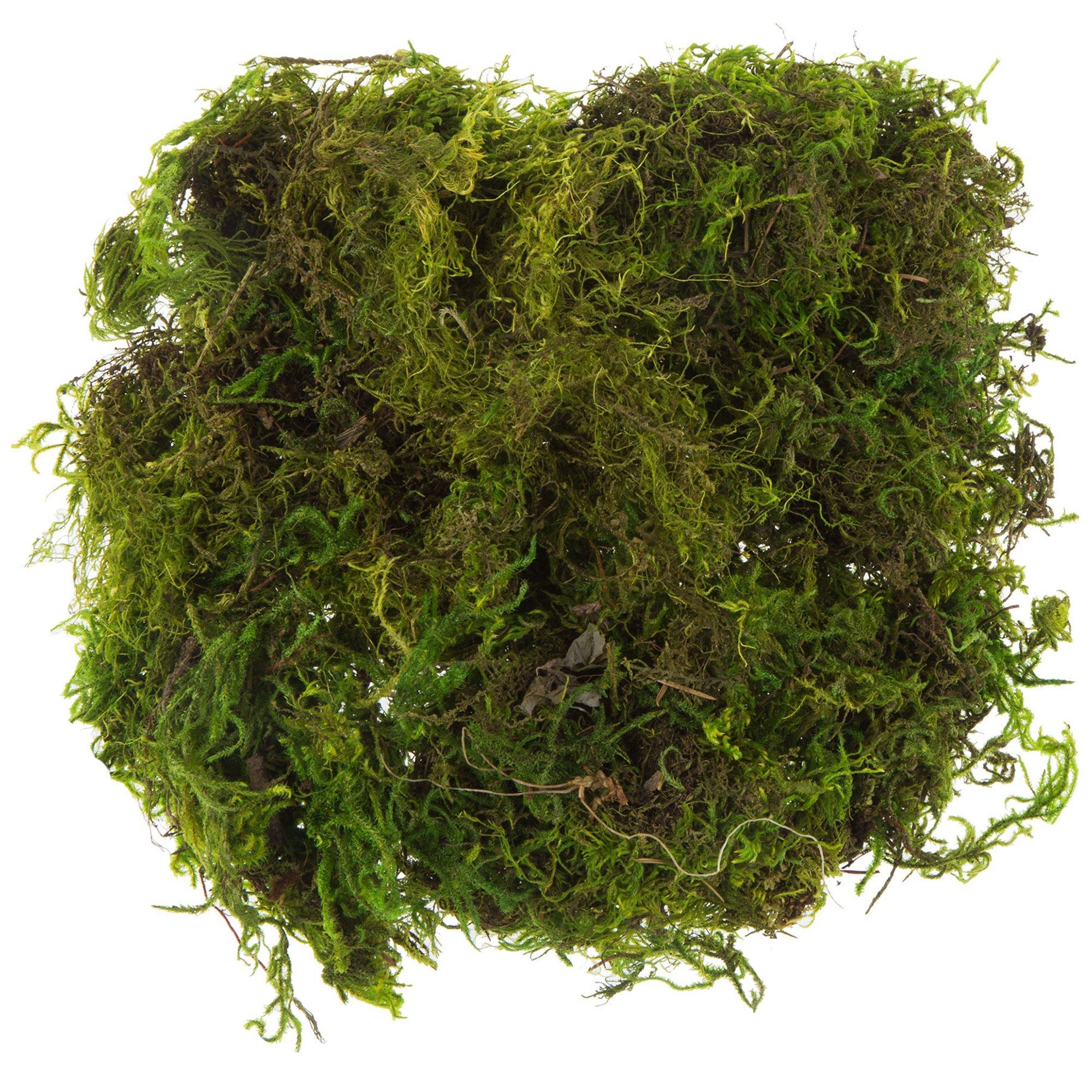 SuperMoss® Spanish Moss – Grass – The Home & Garden Center