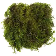 Preserved Forest Moss