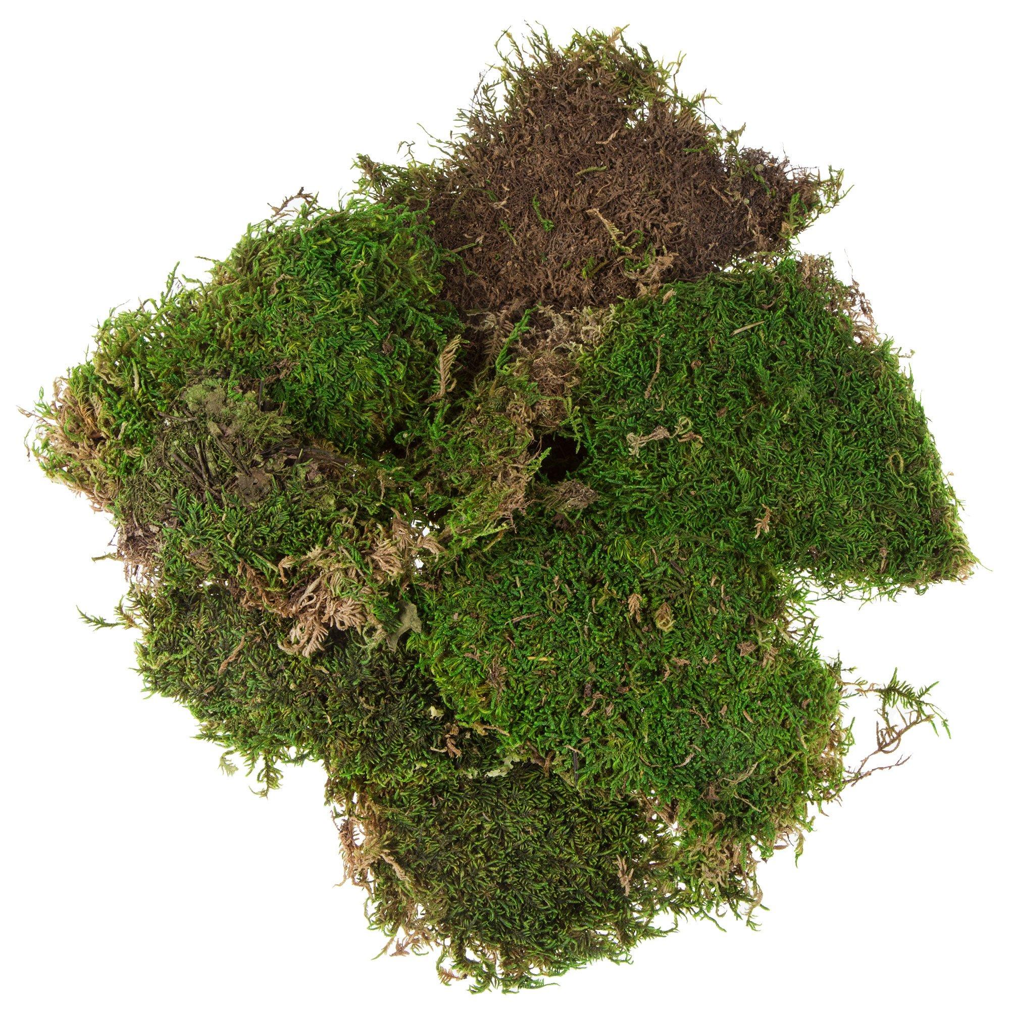 18 x 16 Green Natural Preserved Moss Sheet Party Wedding Crafts  Decorations