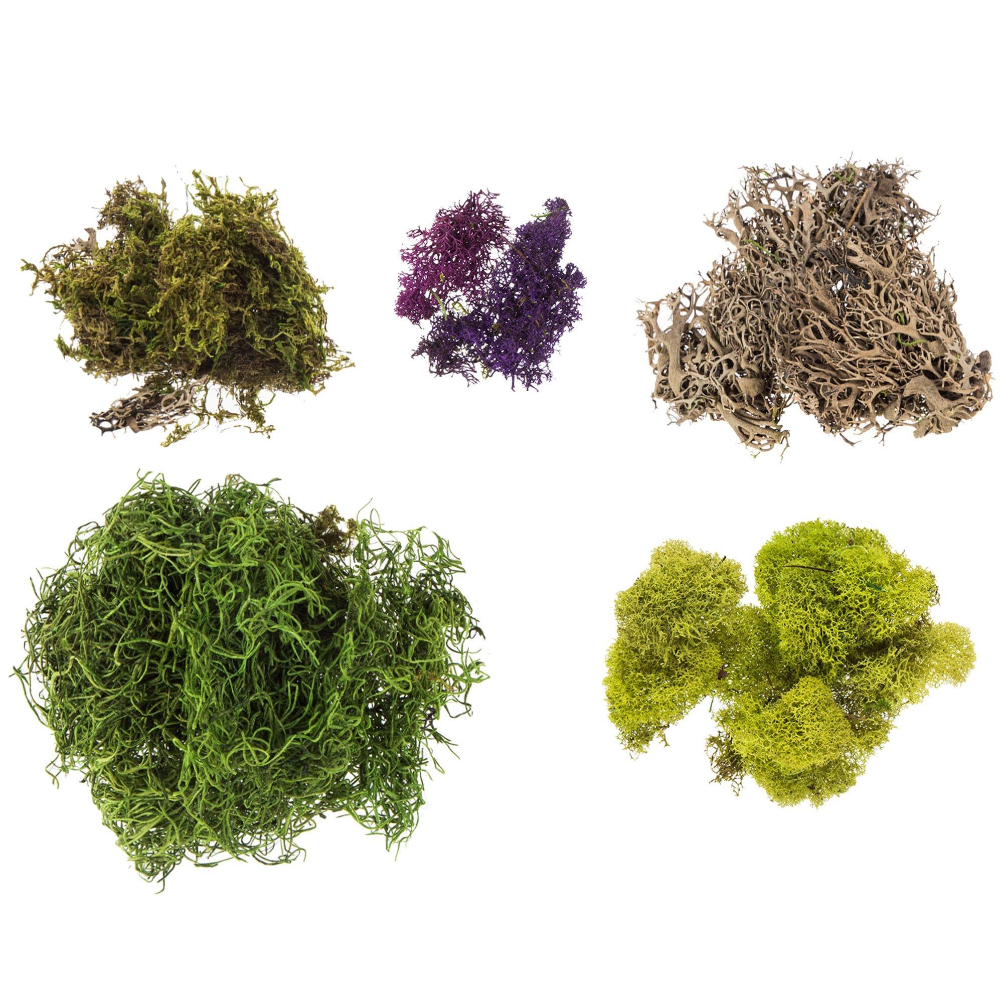 Moss Mix Hobby Lobby 1608512
