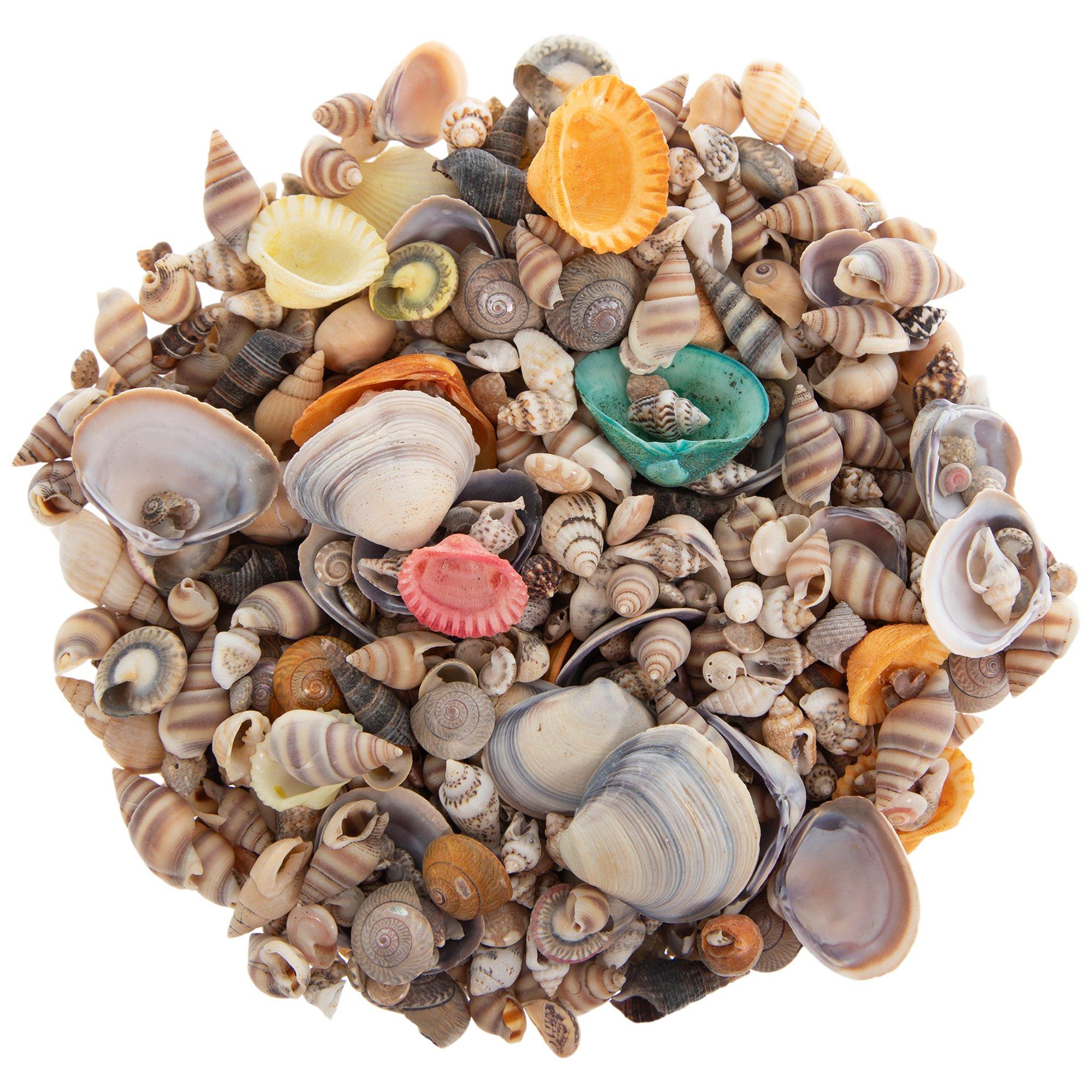 Tiny Dyed & Natural Shells | Hobby Lobby | 164087