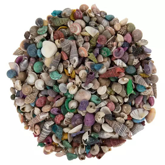 Classic Tiny Seashell Mix, Includes 3 Classic Style Shells, Total 1300+  Pieces, Sea Shells for Decorating, Small Seashells Craft kit, Resin Décor