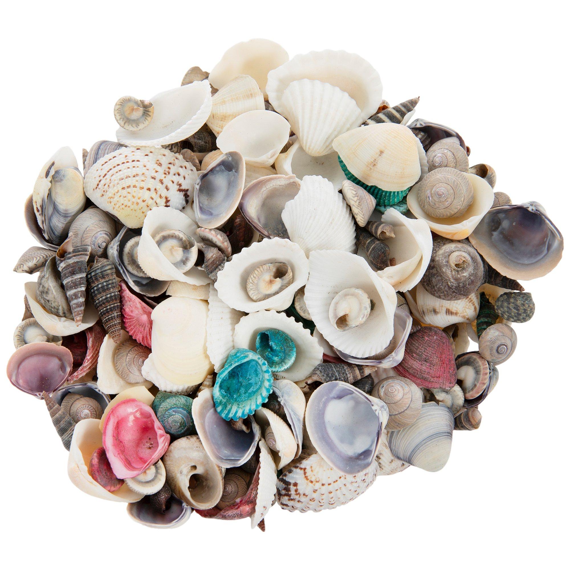 Dyed & Natural Shells | Hobby Lobby | 166405