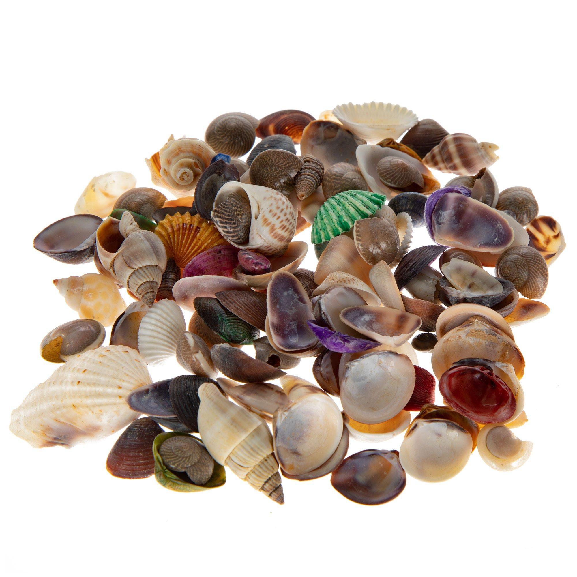 Dyed & Natural Shells Hobby Lobby 166405